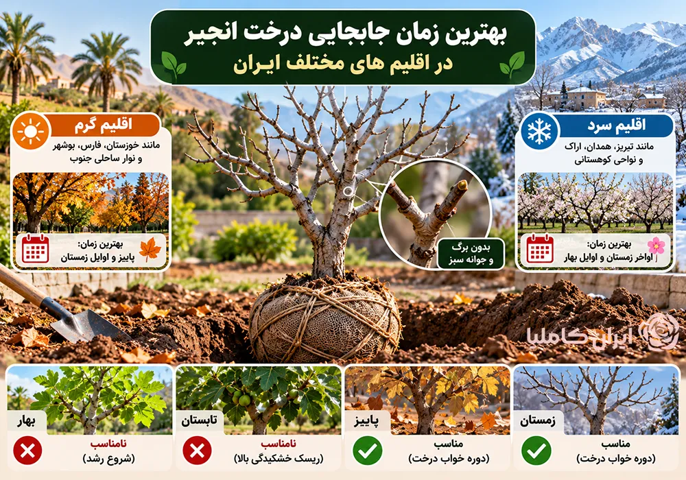 جابجایی درخت انجیر
